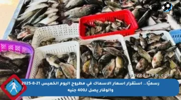 رسميًا.. استقرار أسعار الأسماك في مطروح اليوم الخميس 21-8-2025 والوقار يصل لـ400 جنيه